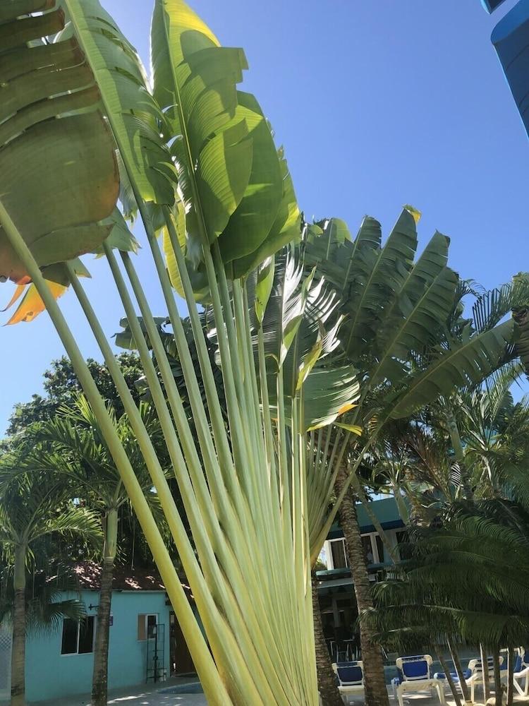 New Garden Hotel Sosúa Eksteriør billede